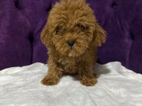 A kalite 1. Sınıf kore toy poodle