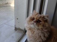 Oğlumuza Dişi chinchilla arıyoruz