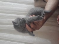 Safkan british shorthair 50 günlük tuvalet eğitimli