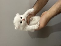 55 günlük A kalite british longhair yavrular