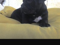2 aylık cane corso