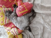 Scottish fold