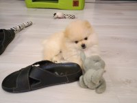 Pomeranian erkek 3 aylık