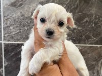 Orjinal kar beyaz bichon frise yavrular 
