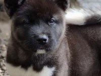 Safkan A kalite american akita