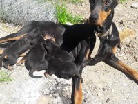sahiplendirme doberman