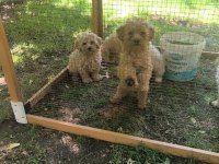 MALTİPOO Bebekler