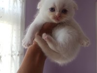 Blue Point ve Red Point British Shorthair Bebekler