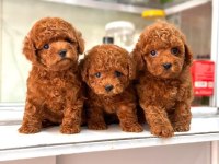 Mersinin en seçkin toy poodle yavruları