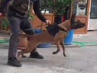 Simsiyah eğitimli anne babadan belçika kurdu yavrular