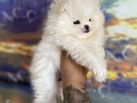 Pomeranian bebekler hazır