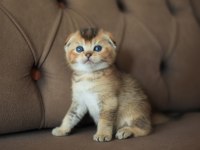 Erkek Scottish Fold Ny25