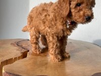 TOY POODLE 1 DİŞİ VE 1 ERKEK