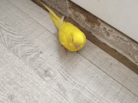 Acil satılık konuşma yatkın muhabbet kuşu