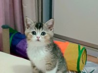 İKİ ERKEK KARDEŞ BİLEK GOLDEN KEDİMİZ