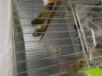Bengal ve golden finch