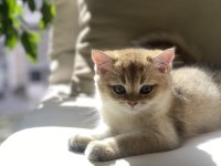 British Shorthair Golden