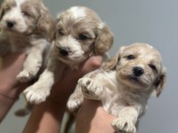 Maltipoo yavrularmız