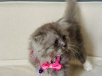 British shorthair yavru kediler