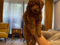 Sevimli minyatür poodle yavrularimiz