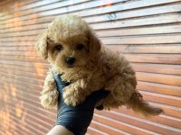 Kore Poodle Üst Düzey Poodle Yavrusu Yeni Yuvasını Arıyor