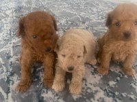 Toy poodle bebeklerimiz