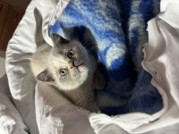 British shorthair blue point safkan