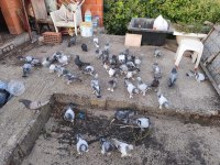 Oyun kuşu güvercinler