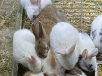 Cüce Tavşan Netherland Dwarf Yavrularımız