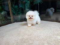 Safkan Teddy Bear Kore Pomeranian Yavrularımız
