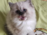 British longhair 2 aylık yavrular