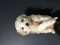 Maltese pamuk şekerler