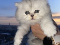 Boncuk Gözlüm British Longhair