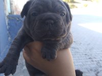 Fransız bulldog sahiplendirilecektir