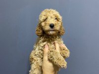 TOY POODLE KARDEŞLER