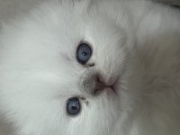 Scottish British Longhair Kırması