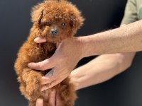 Petmode köpek çiftliğinden tea cup kore poodle
