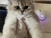 3.5 Aylık British Longhair Erkek Yavrum
