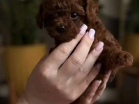 Bal Yavrumuz Toy Poodle