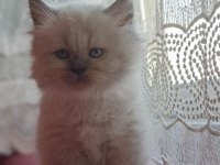 Safkan Himalayan Sağlıklı Yavru