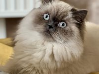 Ücretsiz sahiplendirme 2 yaşında british longhair