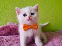 British Shorthair Kedilerimiz