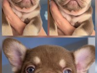 New Shade Rojo And Tan Fluffy Carrier Dişi French Bulldog