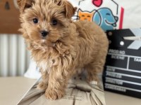 Petmode Köpek Çiftliğinden Tea Cup Morkie