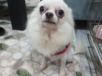 Çok acil safkan erkek chihuahua