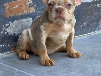 French bulldog dişi