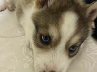 Dişi Yavru husky