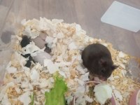 Suriye hamster
