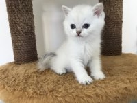 Mama karşılığında british shorthair