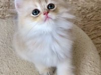 Safkan British Longhair Blue Golden erkek yavru